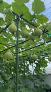 10 ống thép bọc nhựa phi 20 dài 2.7 met chính hãng Daim chuyên dùng làm giàn cho cây leo Ống Thép Bọc Nhựa Chất Lượng Nhật Bản Ống Thép Có Bịt Kín Hai Đầu Nhựa - Lazada