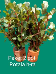 paket 2 pot rotala h-ra tanaman air aquascape murah