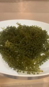 Latok Shrink Murah Viettnamm dan SosHIJAU- Latok -Seagrapes