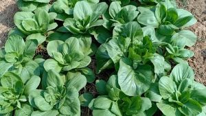 CHINESE PECHAY/PAKCHOI SEEDS (430 pcs seed) - Green Stem/HIGH YIELD/HYBRID