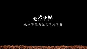 Rockery bonsai grass seeds  20000pcs Micro Landscape/Potted Landscape Moss Plants 假山盆景草种子 微景观/盆栽造景苔藓植物