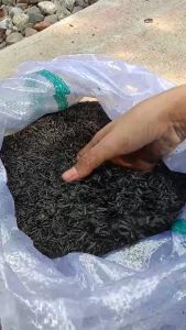 Arang sekam 25 kg untuk pupuk tanaman - sekam bakar murah