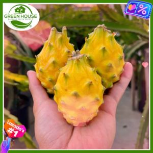 Green House® - Dragon Fruit Seeds Yellow Pitahaya for Planting Fruit Plant (20 Seed) white flesh incl. Instruction