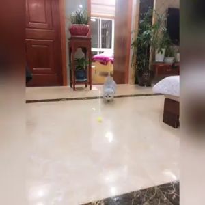 Đồ chơi banh lục lạc cho Chó Mèo Chim Vẹt (mẫu mới) - Love Pets Shop