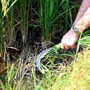 80CM/60CM Multipurpose Long Handle Sickle Durable High-Manganese Steel Grass Cutting Agricultural Home Garden Tool Blade Karet Scythe Bolo