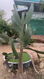โอพันเทีย คอนโซเล่ | Opuntia consolea มีแพตตัดสด (ใบตัดสด)ขนาดใบ 10-50 CM และไม้ฟอร์มกอก สวยมาก ส่งแบบเคาดิน