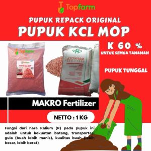 Pupuk KCL MOP & Pupuk Kalium Tinggi untuk Cabe
