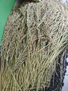 jual benih padi beras ketan hitam jenis ranggey 50 tangkai