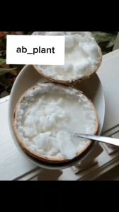 Bibit Kelapa Kopyor Genjah Cepat Berbuah Super