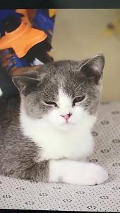 Professional Puppy Cat Hair Fur Comb Pet Dog Rake Brush Tool