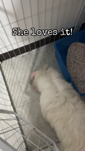 1kg Repacked Dry Food Holistic Recipe Adult Puppy All Stages