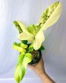 tanaman hias philodendron violin Golden  bipenifolium/ violin yellow / vilolin varigata / tanaman bunga cantik / tanaman indoor dan outdoor. 