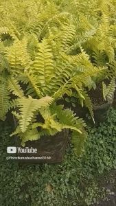 tanaman hias pakis kuning pakis golden tanaman cantik