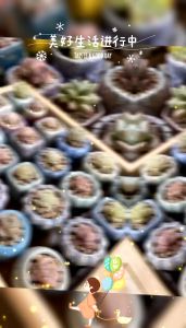 Succulent cactus pot mini pot mini tiny pot cute pot small tiny pot succulent pot cactus pot