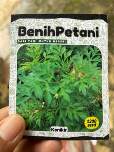 ±200 Biji - Benih Bibit sayuran KENIKIR lokal untuk sayur lalap urap-urap dll bunga ungu