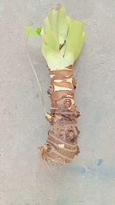 cây ráy voi thân lùn lá khổng lồ cây lớn