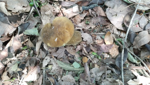 เชื้้อเห็ดตับเต่า ซื้อ 1 ขวด แถม 1 ขวด