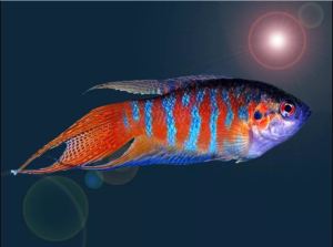 Paradise fish/paradise gourami/彩兔