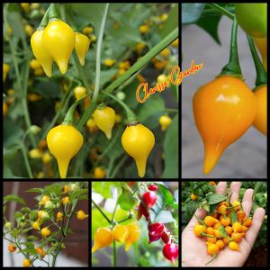 8 BUTIR BIJI/BENIH CABE YELLOW CUPETINHO | CABE HIAS UNIK (Bisa konsumsi)