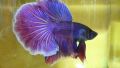 Ikan laga betta Halfmoon. 