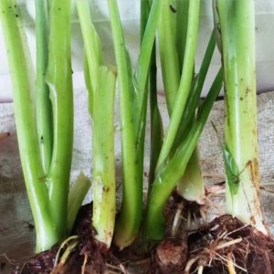 bibit talas kimpul talas unggul isi 10 pohon