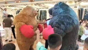 ชุดมาสคอตเป่าลม นักมวยหมี BoxingBear สำหรับผู้ใหญ่ 160-200 ซม. BY Trexthai