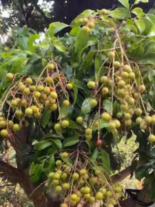 จะเด็ดลำไย AAA 3เอ จัมโบ้ แกลลอน 4 ลิตร สูตรสำเร็จสำหรับเร่งผล ผลดก ผลโต ผลงาม