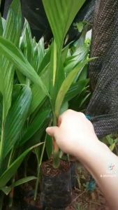 COMBO 5 CÂY CAU LÙN ( CÂY CÓ BẦU ĐÂT ÔN ĐINH ) CÂY TO NHU HÌNH