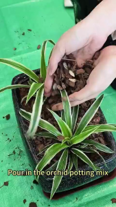 8L Premium And Organic Orchid Soilless Potting Mix With/Without Acacia Leaves 15in1 For Phalaenopsis Soil-less Potting Mix