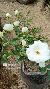 tanaman bunga mawar postar - tanaman outdour