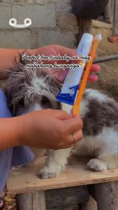 Pet Toothbrush Set w/ Toothpaste Dog Cat Cats Teeth Oral Care