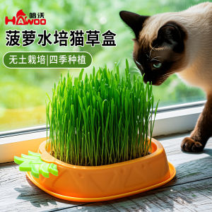 Z cat grass box colorful pineapple soilless hydroponic cat grass box set into a kitten to help row hairy hairball snacks