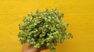 ต้นไม้อวบน้ำ กุหลาบหิน ริบบิ้นชาลีสีทอง Callisia repens ต้น ฟื้นฟู 1 บาท