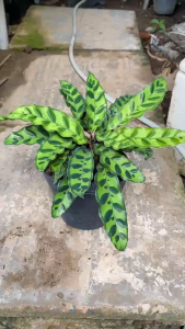 Cây Đuôi Phụng (Đuôi Cong Lá Dài) - Tổng thể tầm 20-30 cm - Kiểng lá mang tài lộc!