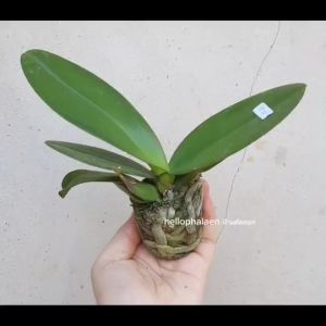 💐ฟาแลนนอปซิส ดอกบานแล้ว สีสวยมาก แม่ค้าส่งแบบสุ่มสีให้นะคะตามโทนที่ลูกค้าเลือก (โพส1)