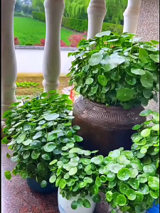Copper money grass 铜钱草种子 hydroponic evergreen plant fish tank landscaping special purification water quality recruitment gold money grass