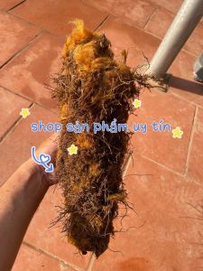 Cu li trồng cảnh sẵn lông vàng siêu to
