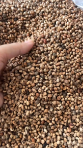 1kg Hạt chuối hột rừng hột chuối rừng khô sạch sấy khô thơm. Hàng nhà làm dùng dư bán chỉ có số lượng vài ký.