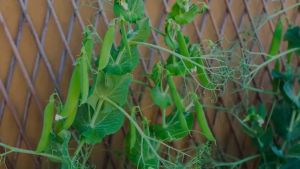 25 Cọc Tre làm giàn cho cây leo giàn bầubídưa leo đậulàm hàng ràolàm giàn sân thượng ban công derco quán tre làm đồ thủ công.