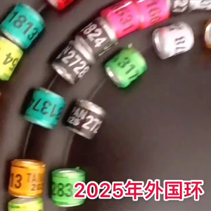 ถูกสุด🔥แหวนเท้านกพิราบ แหวนเท้านกพิราบหลากสี 2025 8 มม ห่วงใส่ขานก แหวนขานกแก้ว เครื่องมือฝึกนก