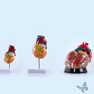 Disassembled Heart Model Anatomy Teaching Tool with Labels