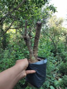 Bahan bonsai anting putri bonggolan fresh termurah