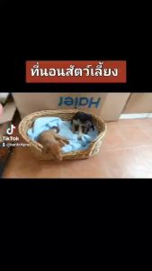 ที่นอนสัตว์เลี้ยง ที่นอนแมว S, M, L - สุนัข ทรงรี จักสานหวายแท้วัสดุธรรมชาติ และ ตะกร้านอนแมว Pet Bed HandCraft