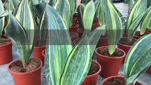 TKL - Big Size Sansevieria Laurentii Sansevieria Family Air Purifying Plant 长叶金边虎尾兰