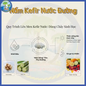[10G] NẤM KEFIR NƯỚC ĐƯỜNG / NƯỚC MÍA – NHỎ GỌN DỄ NUÔI DỄ UỐNG 🌿