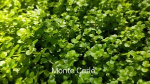 Monte carol 趴地矮珍珠/Emerge水上叶/Aquatic Plants/Tumbuhan Akuatik/terrarium/ paludarium/Vivarium