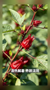 Dried Roselle Calyces Hibiscus Sabdariffa 600g + 5g Whole Flower Herbal Tea Brewing Soup Beverage