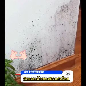 สเปรย์แล้วเปลี่ยนเป็นผนังใหม่ DDOXOO 650ml สเปรย์กำจัดเชื้อรา ตู้ ไม้ น้ำยากำจัดเชื้อรา กระป๋องกำจัดเชื้อรา น้ำยาทาตู้กันราขึ้น บอกลากับผนังและเฟอร์นิเจอร์ที่เป็นเชื้อรา