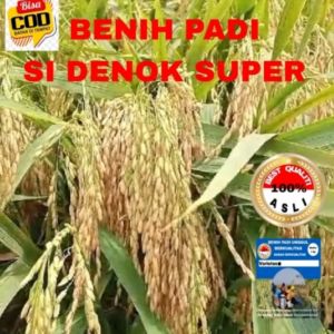 BENIH PADI SI DENOK SUPER UNGGUL BERKUALITAS 5KG