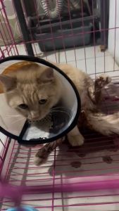 Holycatlabs Urin Care Kucing Bebas Nyeri Pipis Jadi Happy! 10ml